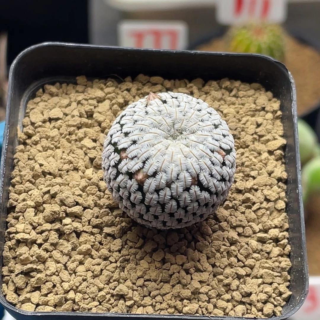 实生乳突白斜子有花苞