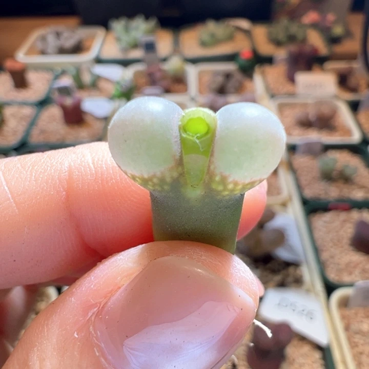 w/536。超白窗b23。四年