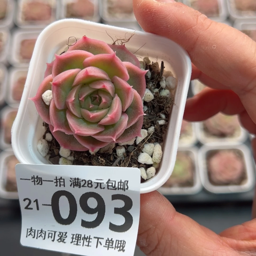 水晶虾饺多肉多肉多肉多肉多肉