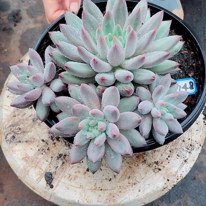 748 美人 一物一拍