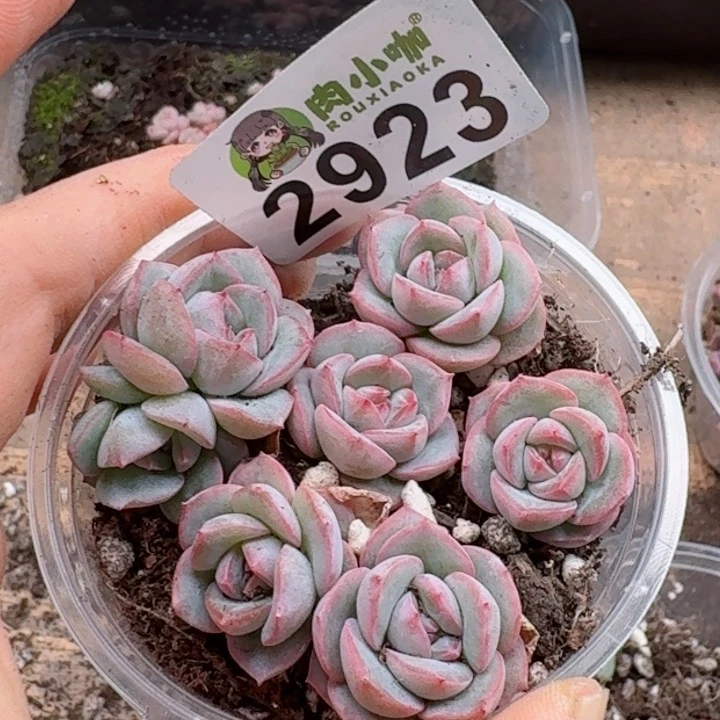 多肉植物多肉植物