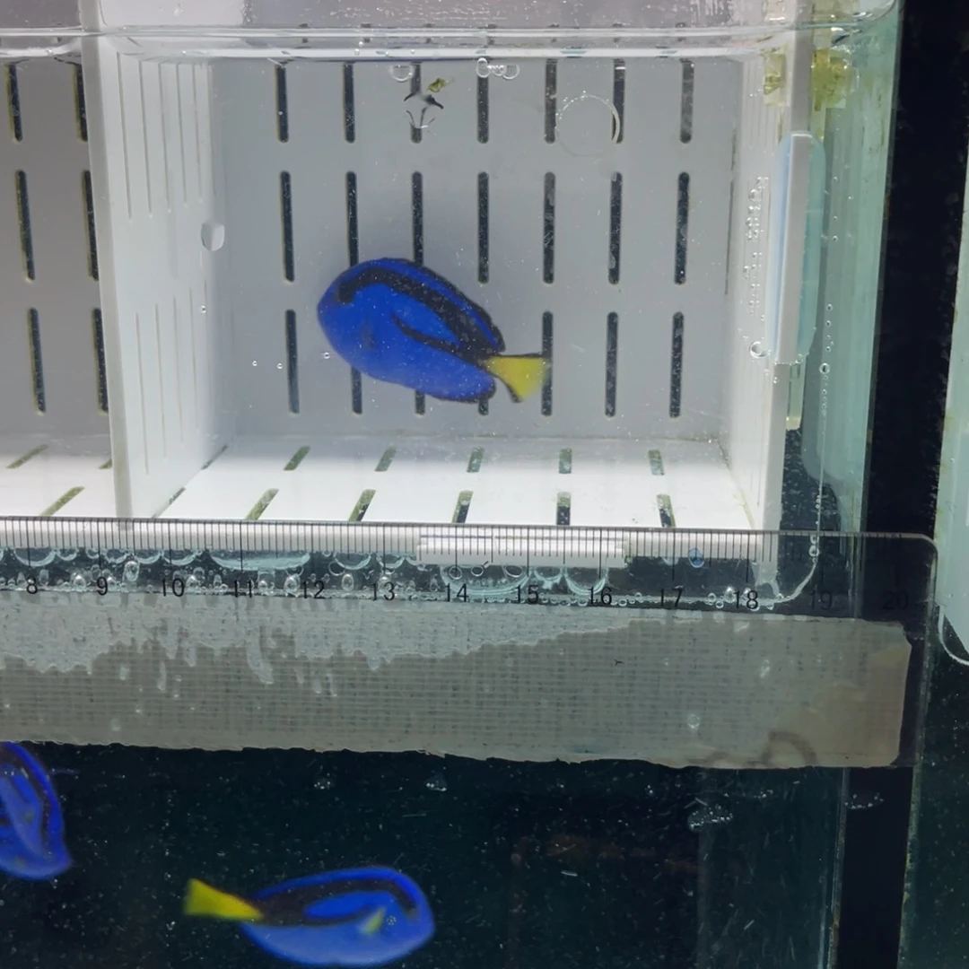 海水鱼蓝调一条1111