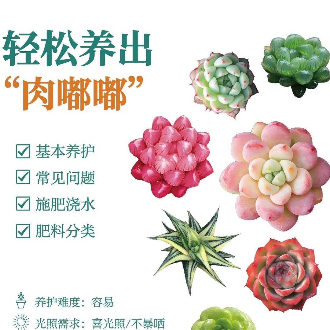乒乓姑娘锦一颗多肉福利