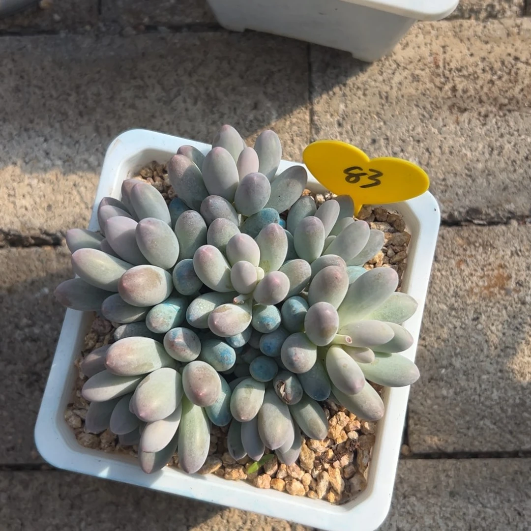 玲***6多肉植物一额一拍