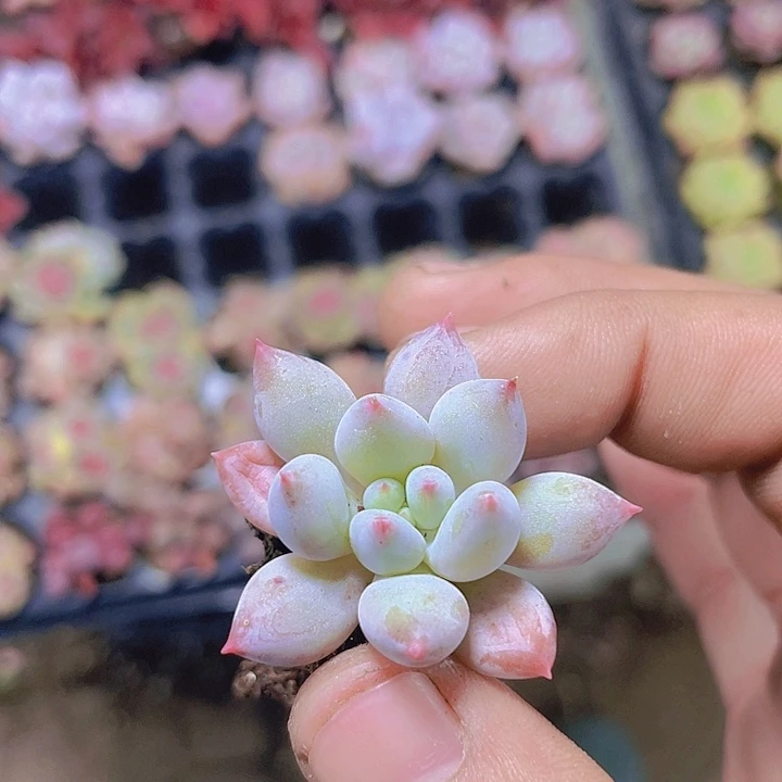 红蜻蜓【满10颗包邮】