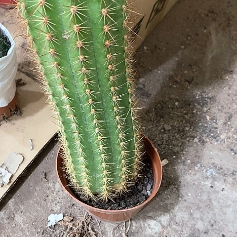 大毛花，15公分左右