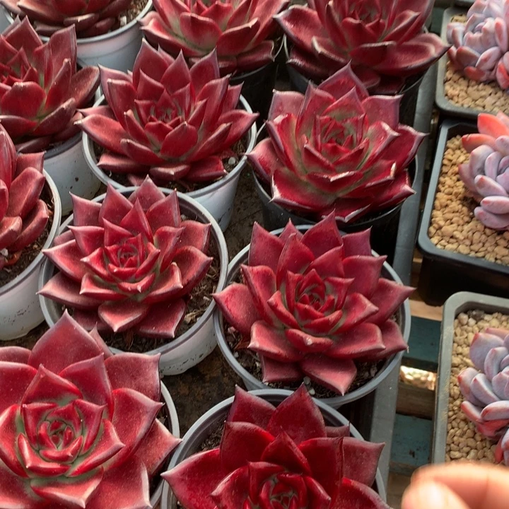 罗宾2颗多肉植物两单包邮