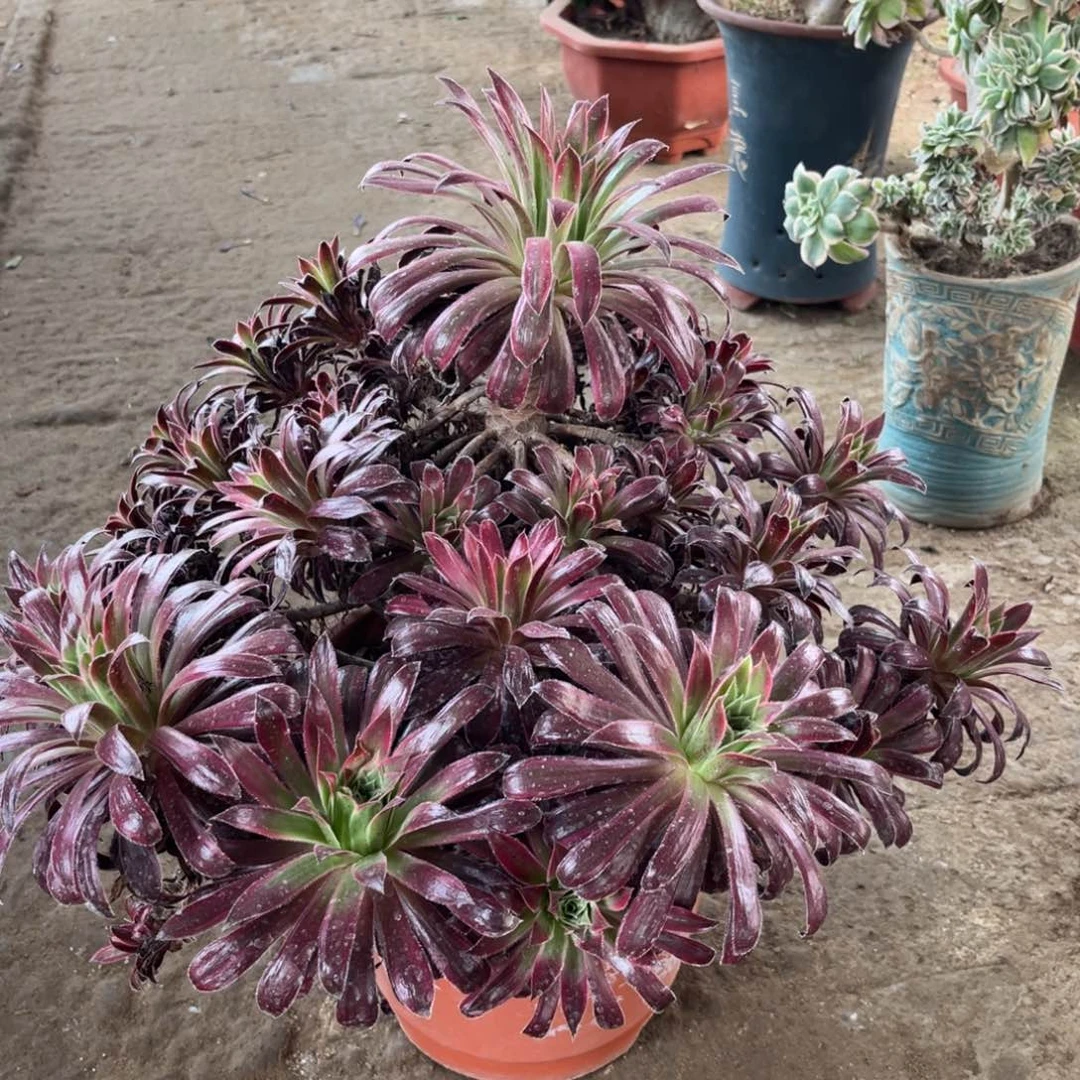 鲜花绿植一物一拍