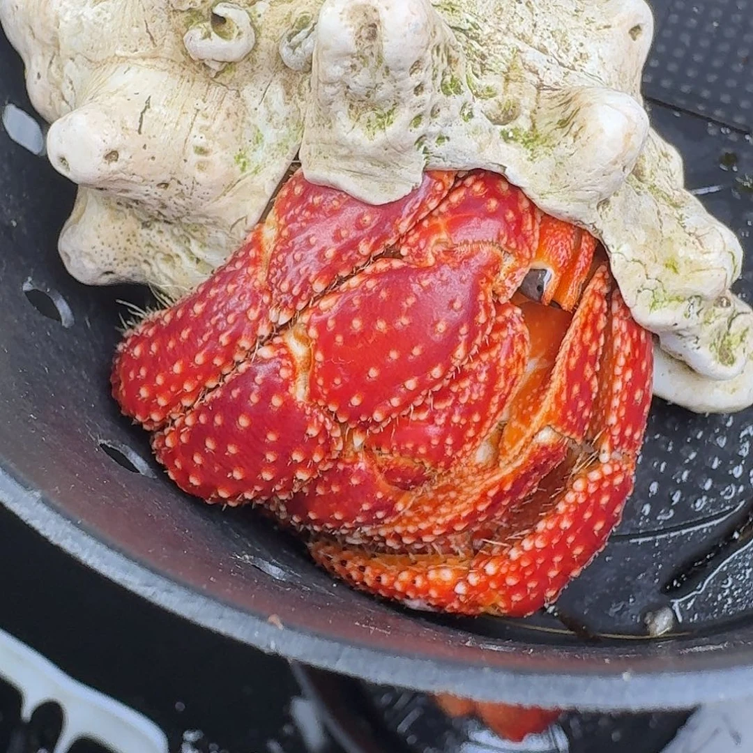 Ssssssssssssssssss草莓