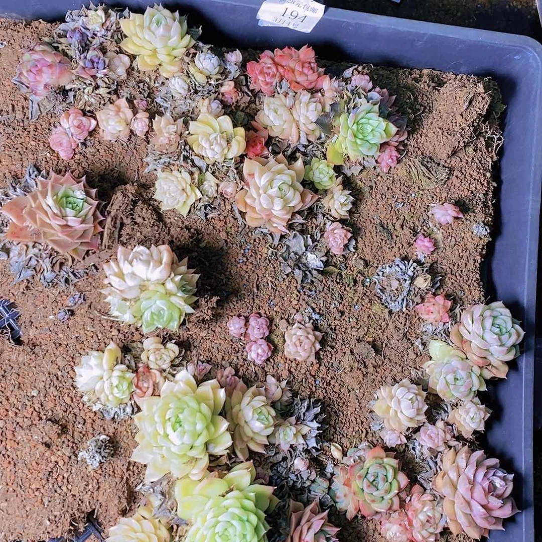 【闪购商品】云194