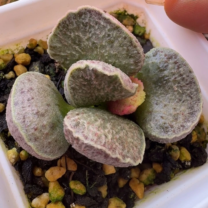 忕***佪我也不知道怎么说