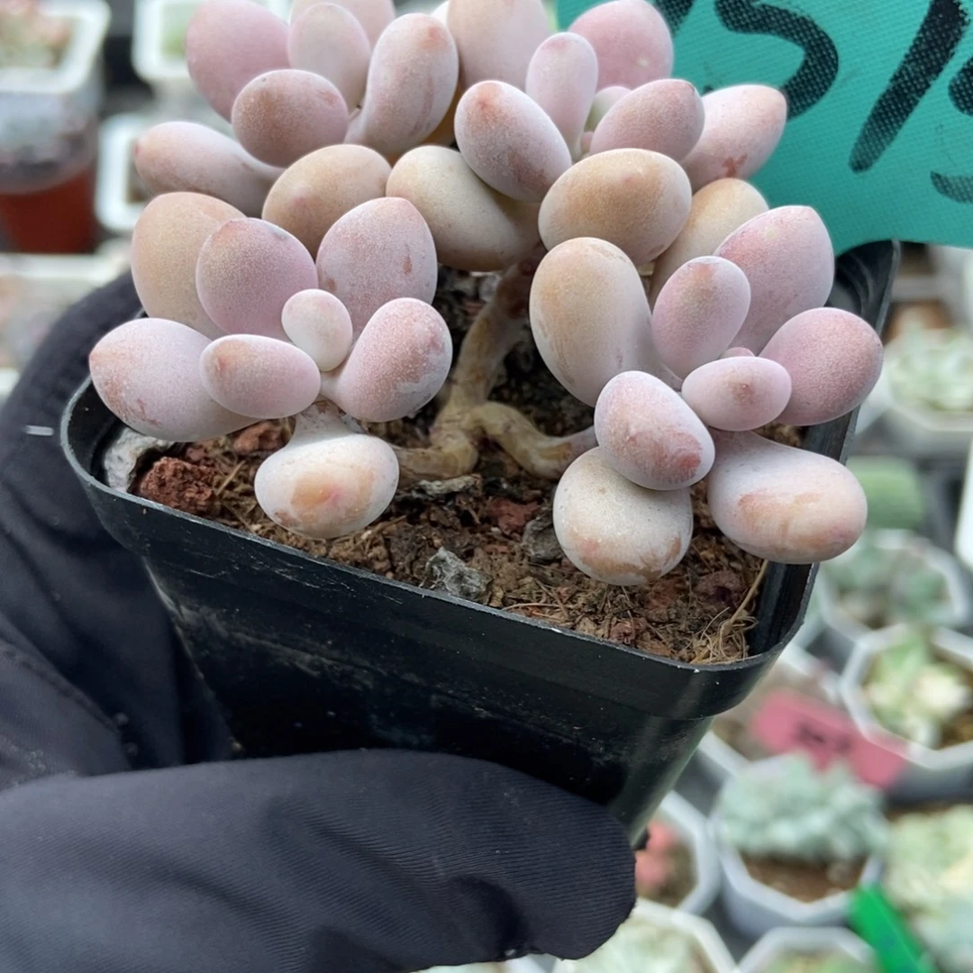 1515桃蛋多肉植物多肉