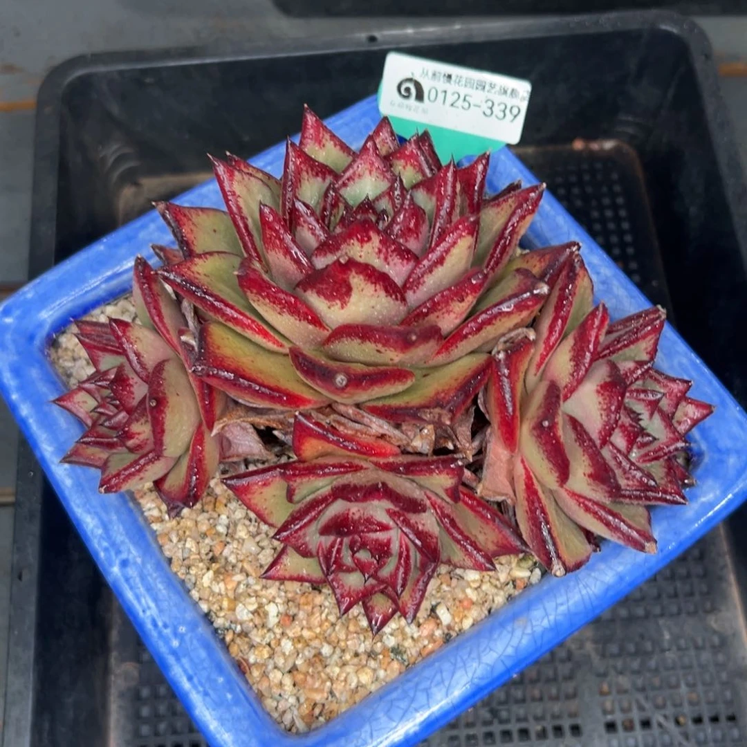 多肉一物一拍0125-339