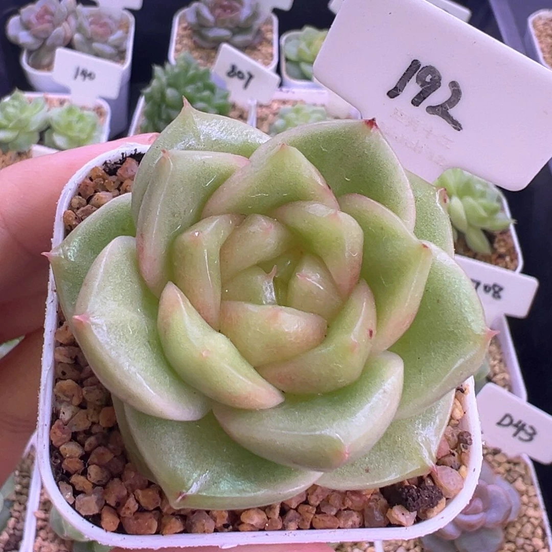 192号玉芷珍妮 晗雨多肉