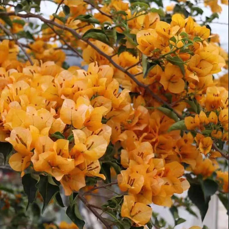【金色光辉】黄色三角梅四季开花喜阳盆栽阳台门庭院花园爬藤植物