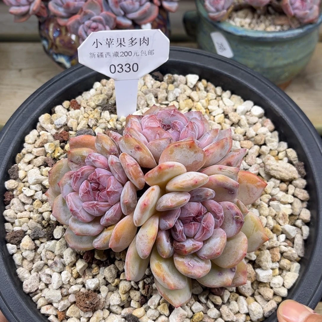 绿底紫心330/12cm3头