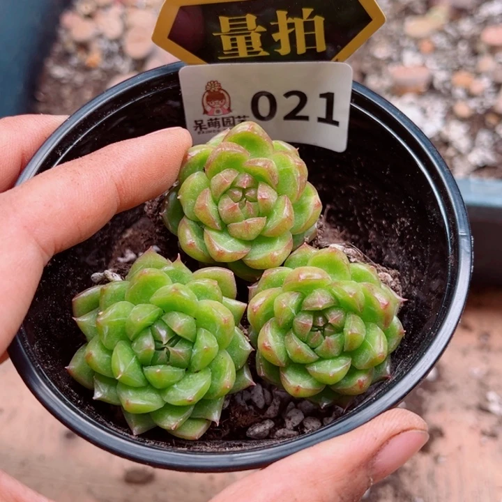 多肉植物多肉植物