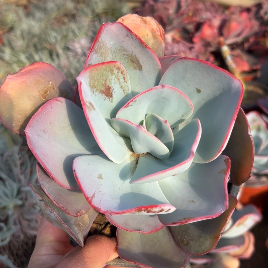 多肉植物布鲁克林蓝