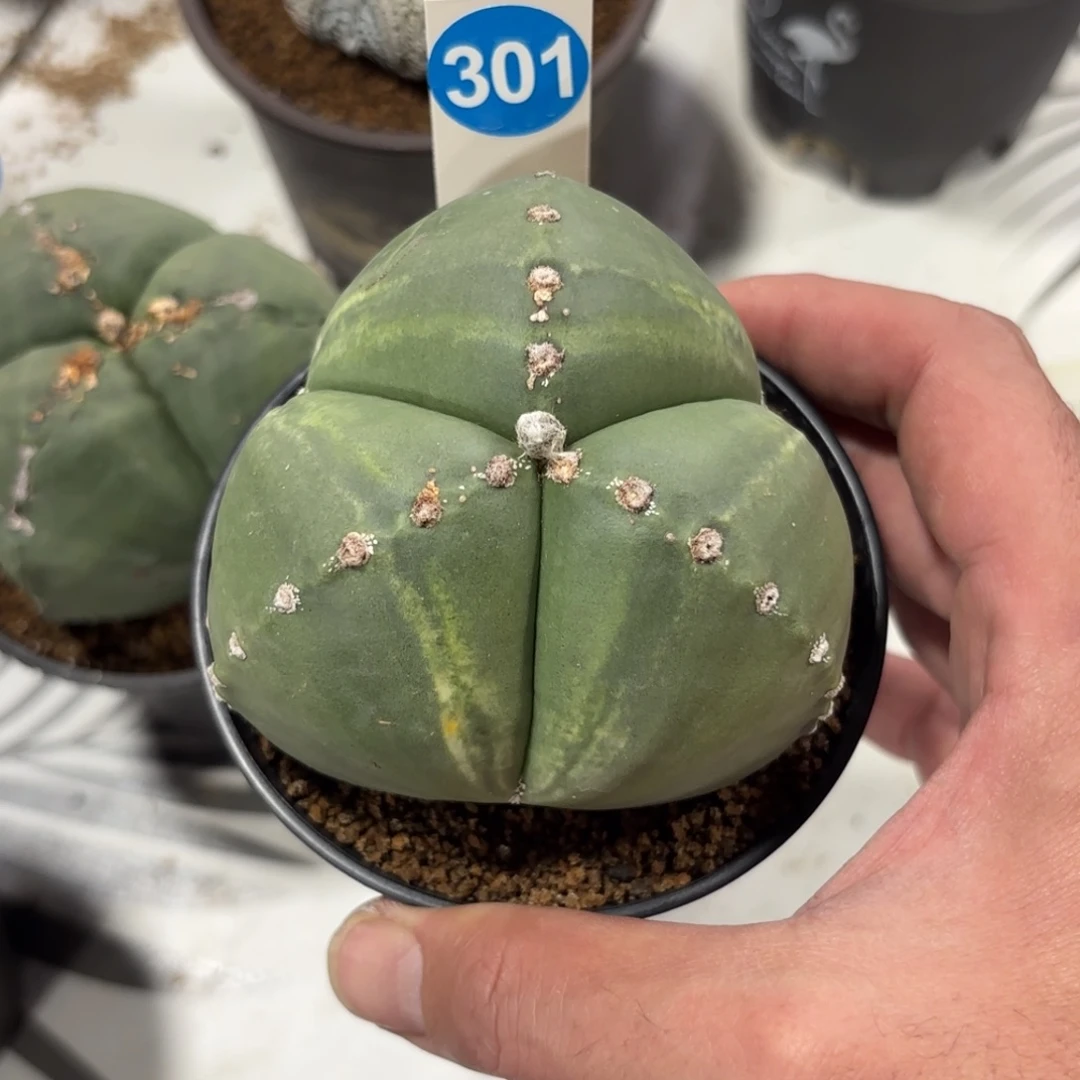 301实生三角鸾凤玉带盆带土