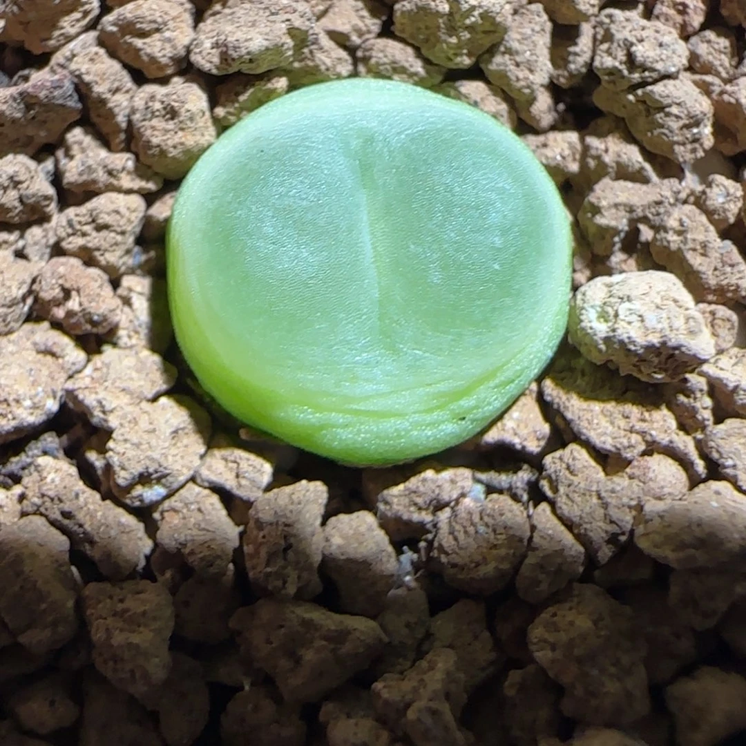肉锥多肉植物好看-sh1200拉登1619
