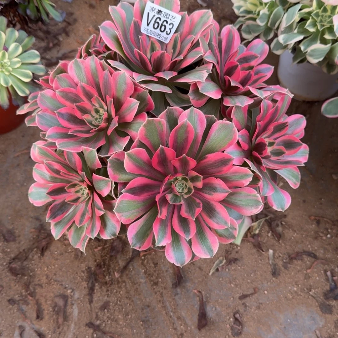 663粉女妖官服25左右2