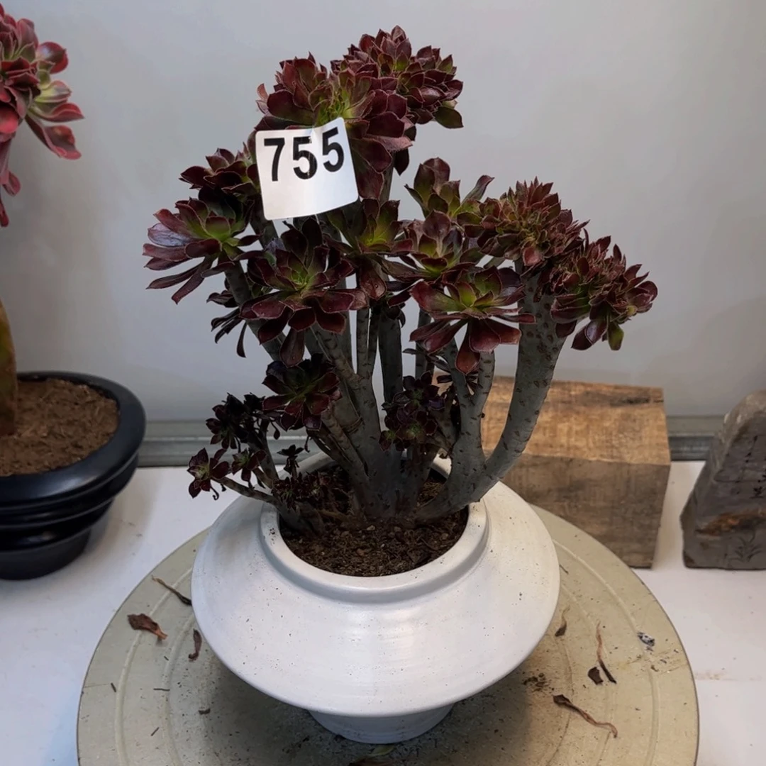 多肉植物黑法师缀755