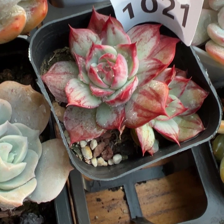 惊鸿仙子拉丝锦1021散