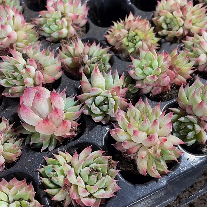 小梦瑶1元带土发货