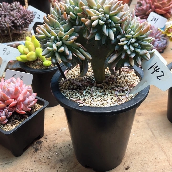 多肉植物，淡雪缀142号