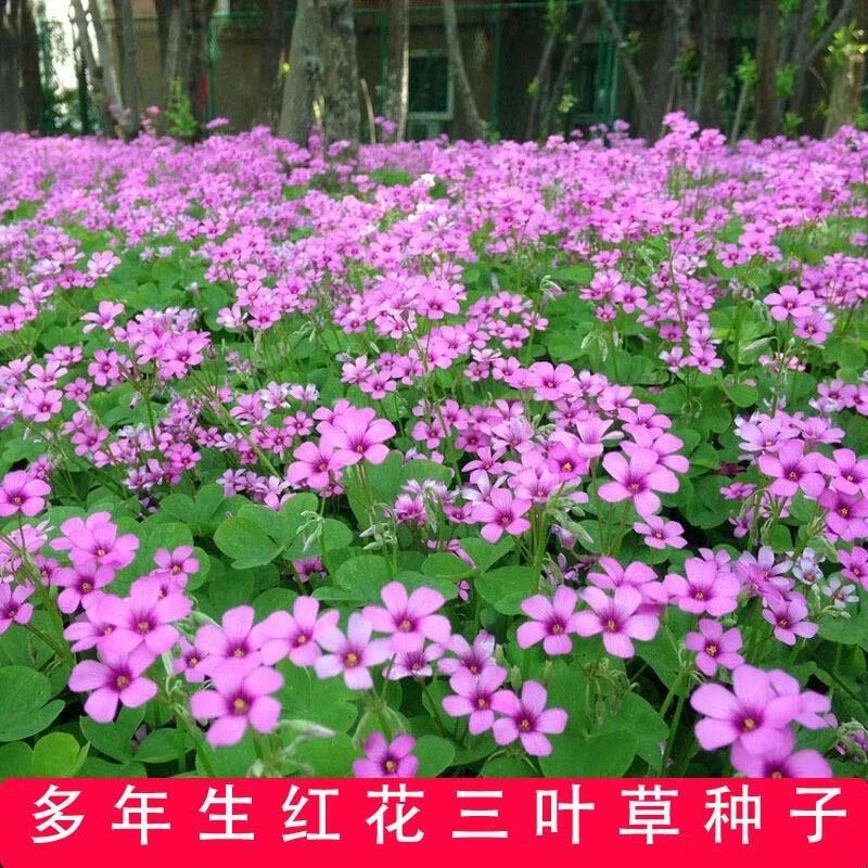 红花三叶草三叶酢浆草幸运草红花炸酱草红三叶种子三叶草种籽开花