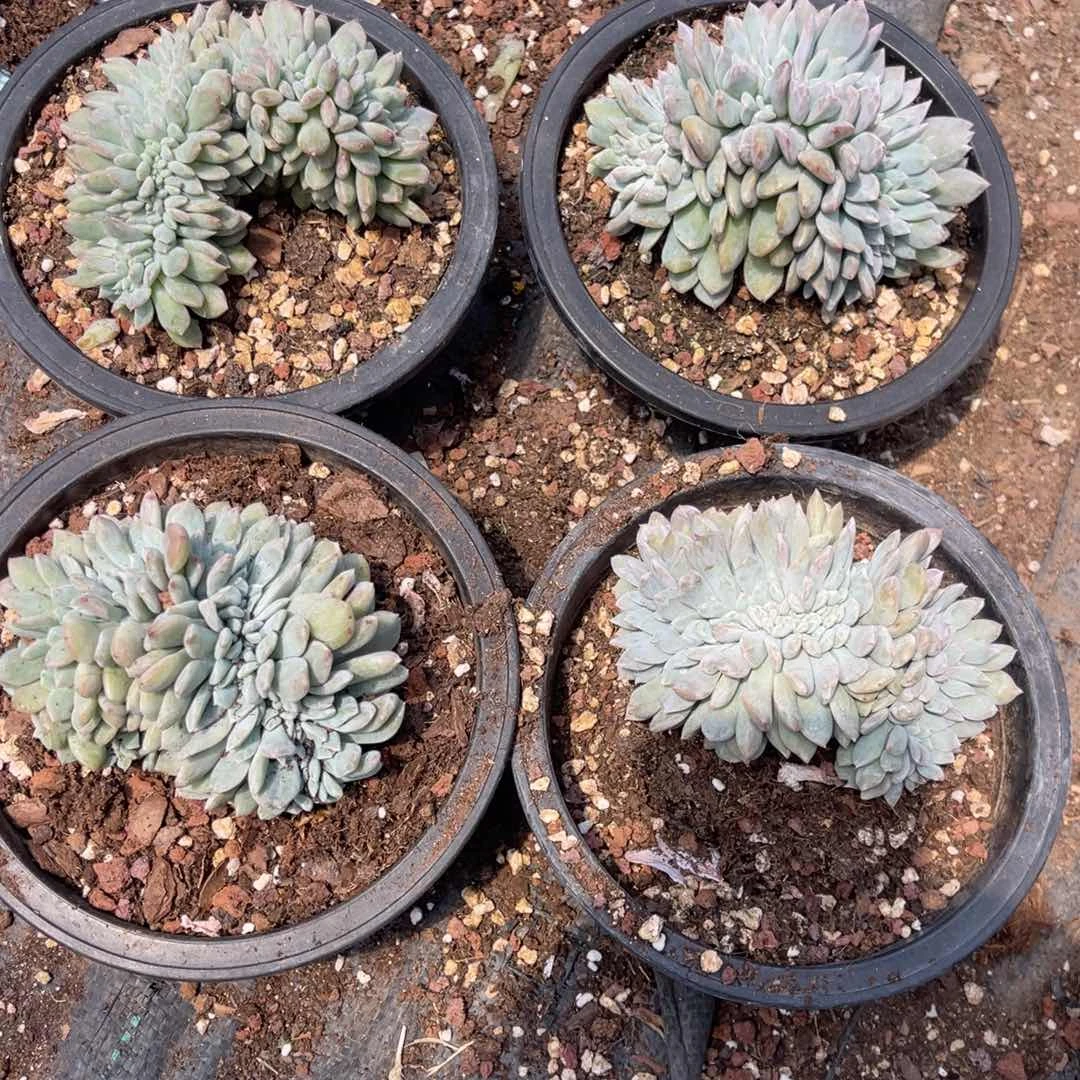 黄*?4颗1000000000000000