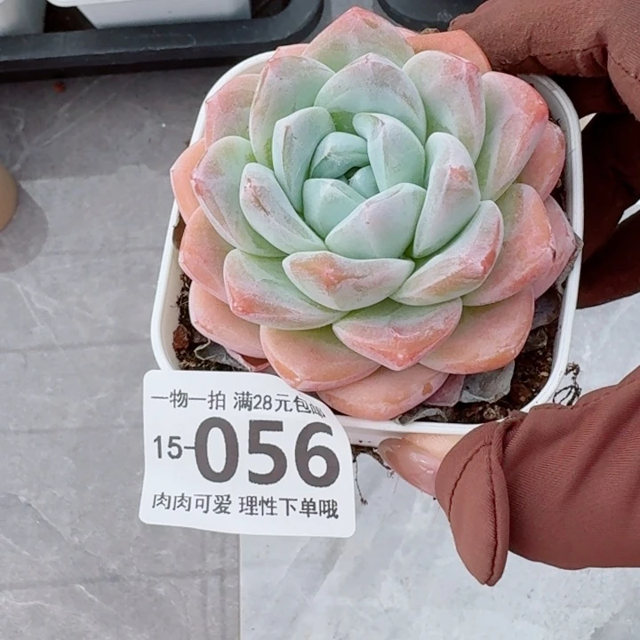 冰玉无盆土发货多肉多