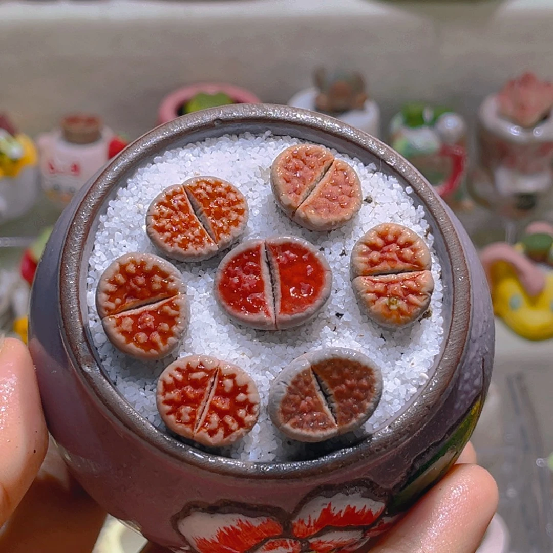 021高端多肉带盆土一套12