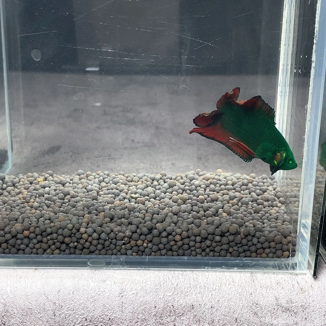 斗鱼不包邮，首单补10运3