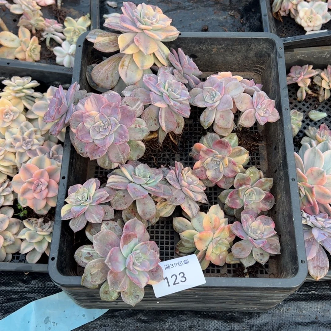 123紫乐锦老桩多肉植物紫乐