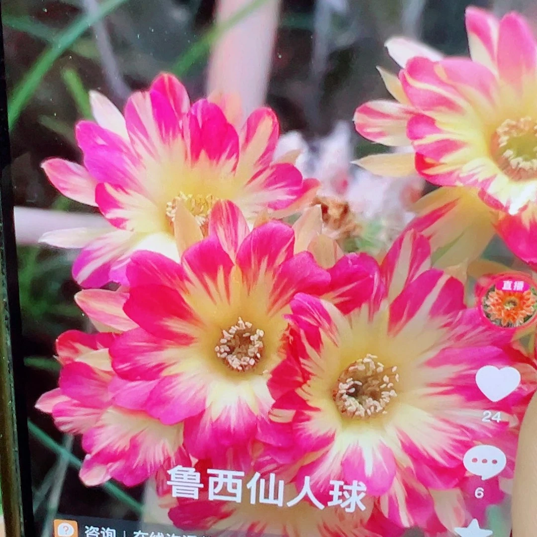 丽花 火焰凤 侧芽 满20包邮