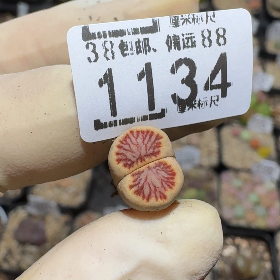 菲***崽zzzz生石花肉锥1134