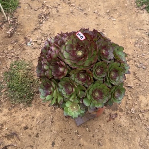 21-66黑魔多肉植物