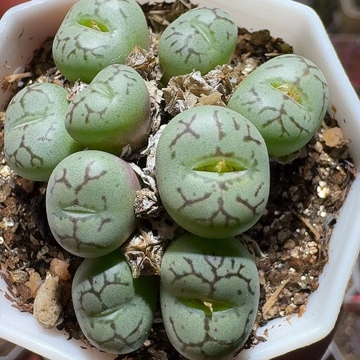 生石花21111122。   358