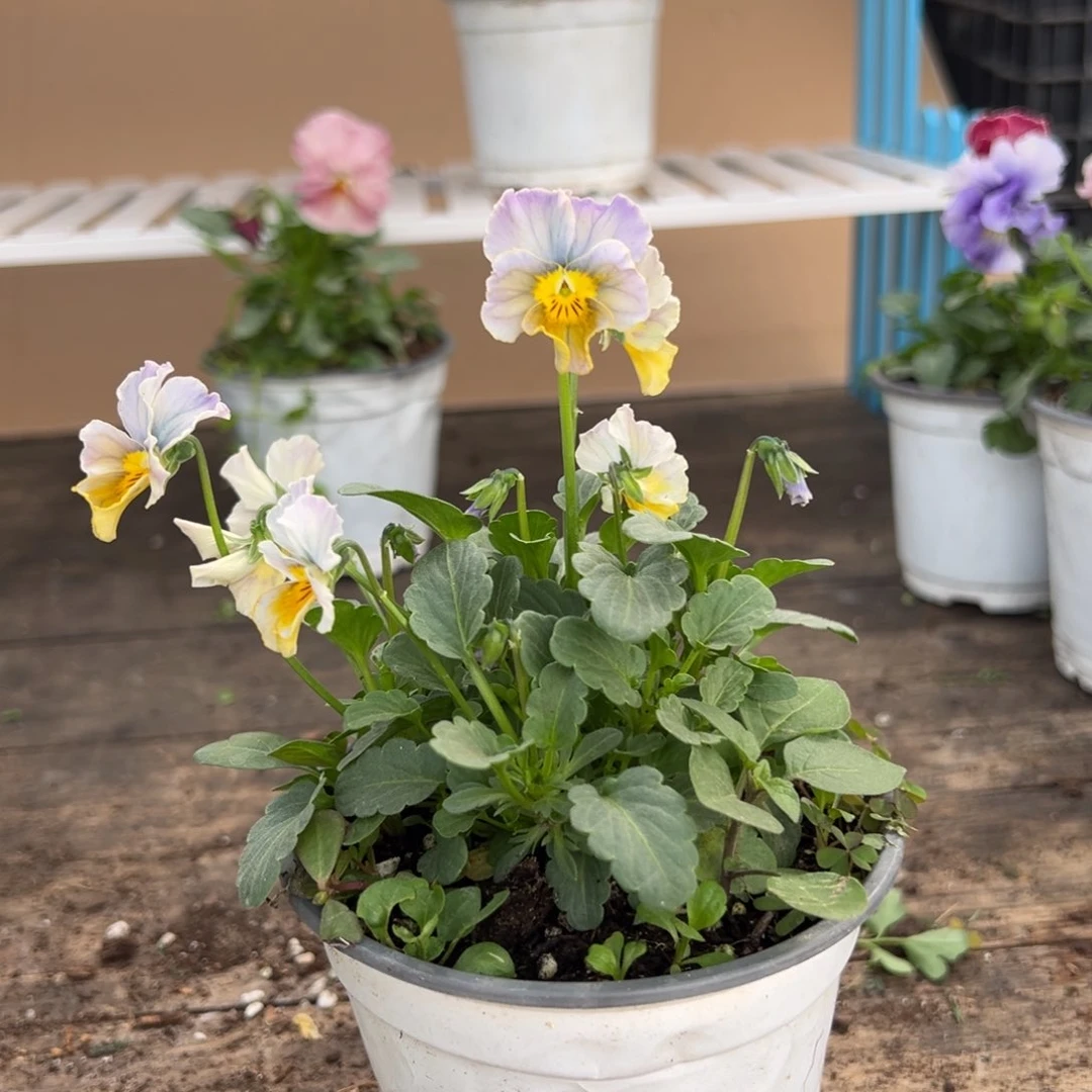 【闪购商品】完全开放348号