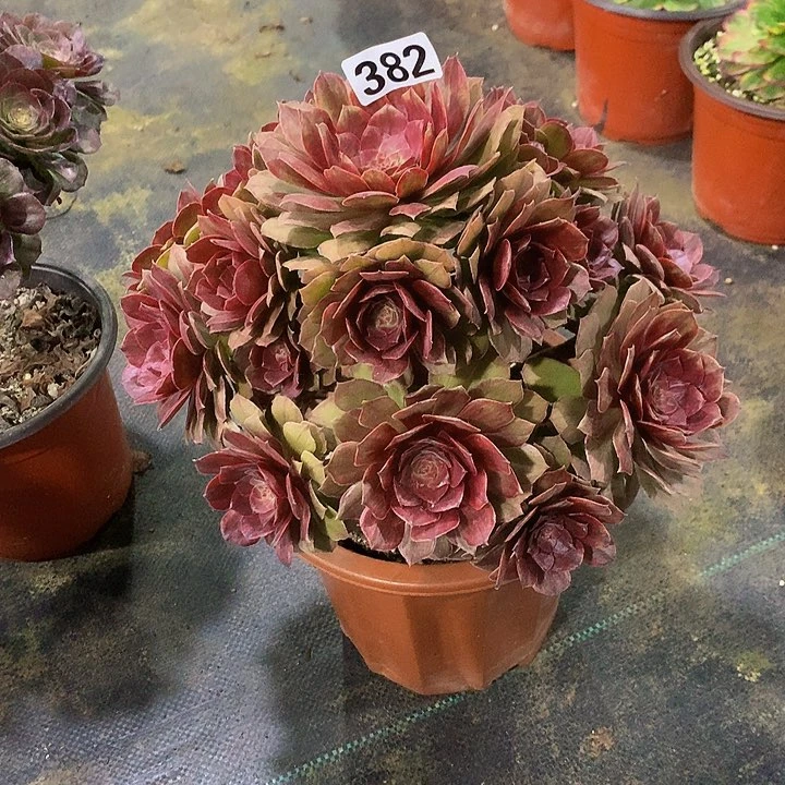 无***者多肉红丝绒382000