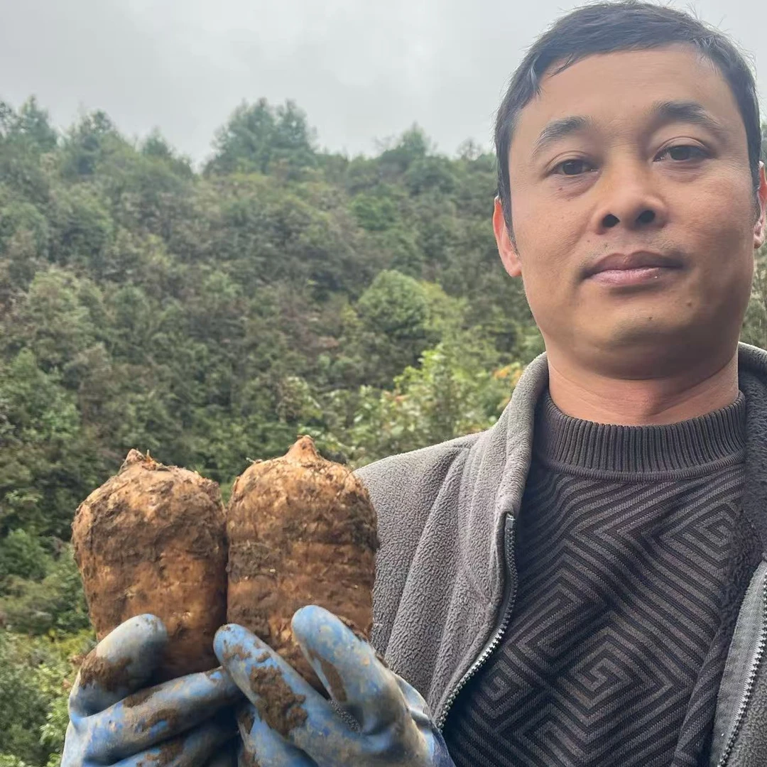正宗云南昭通小草坝高山森林乌天麻新鲜现挖现发山地天麻新鲜包邮