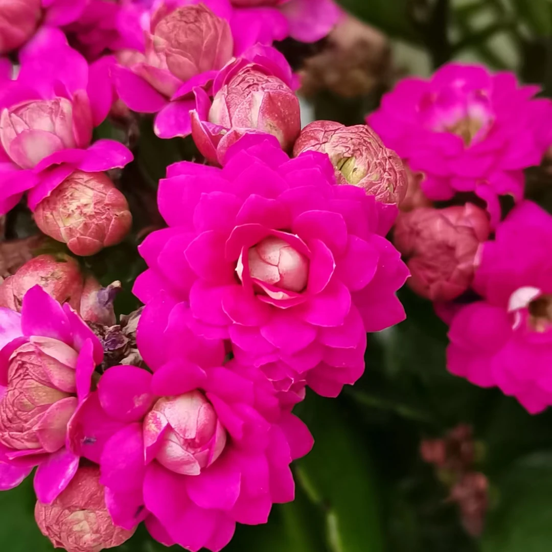 【紫芙蓉】稀有品种 大花苞 花期长 新手必入