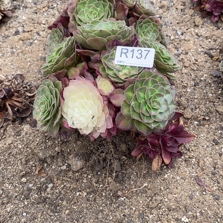 137海王七彩多肉植物