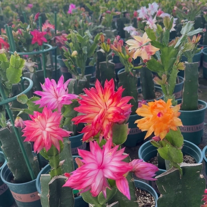 今***好14号083红色花朵00000