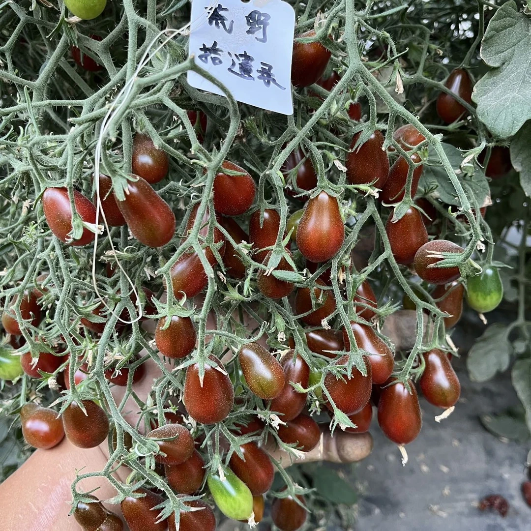开花机器 童话石榴石 多花番茄德国品种家庭园艺