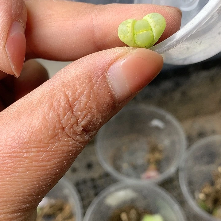 D354多肉植物保护研究所