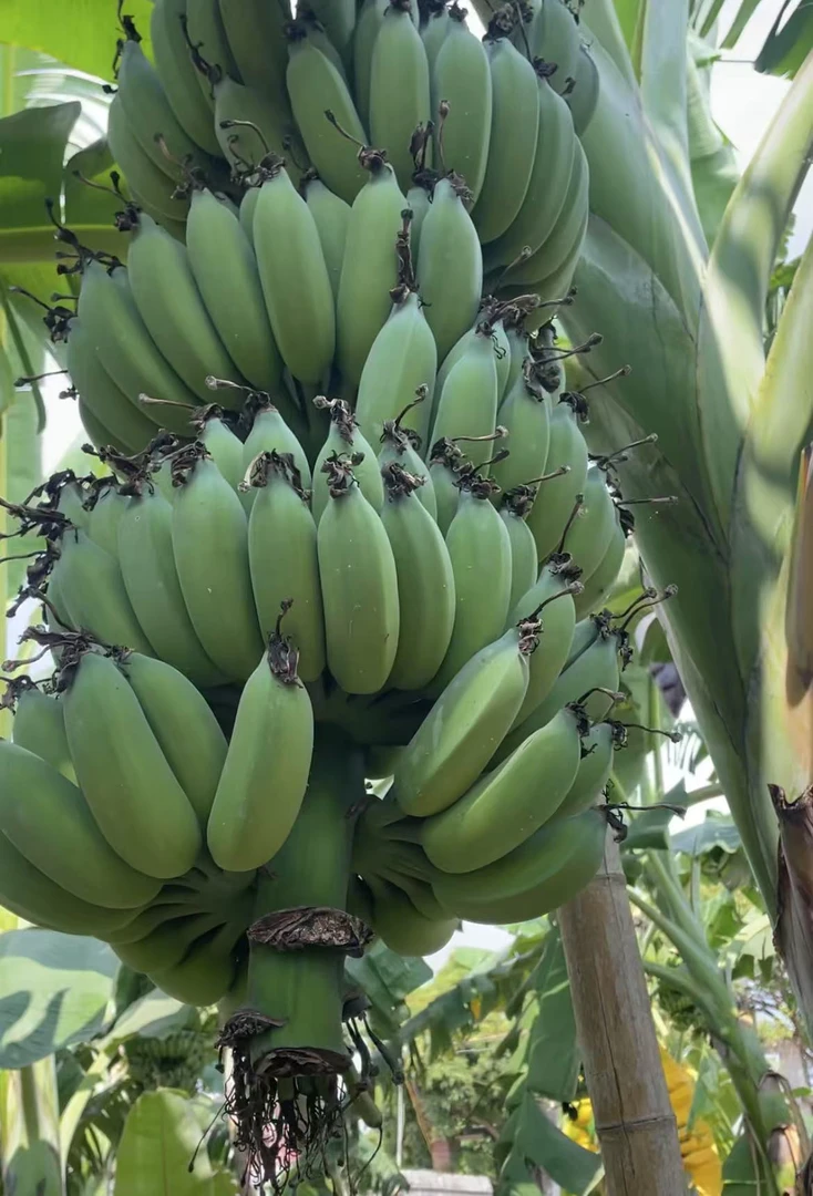 现摘广西小米蕉苹果粉蕉新鲜水果香蕉整箱3/5斤产地包邮