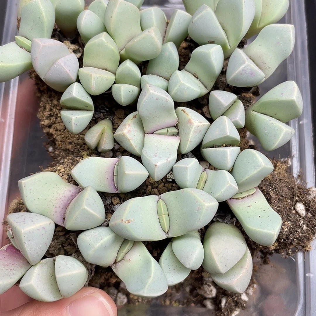 958000000花花花花花