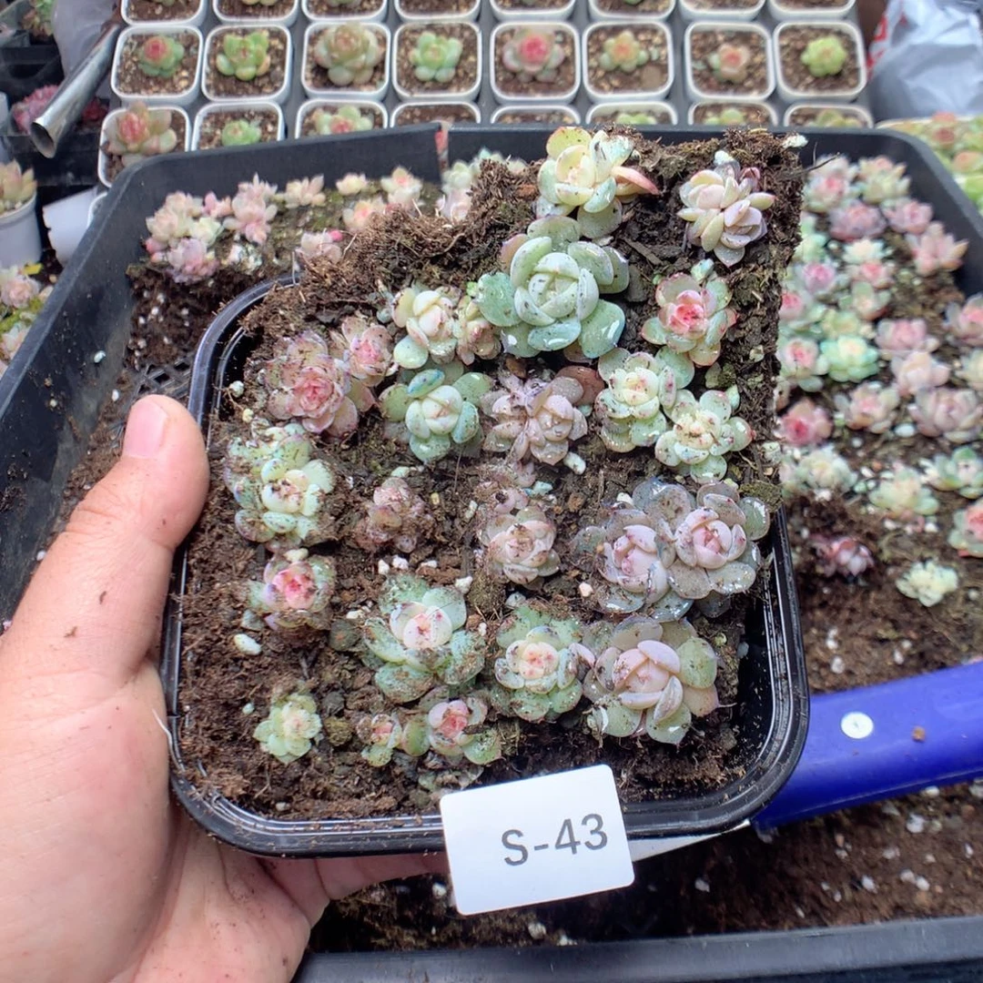 无花朵S43月英语英语